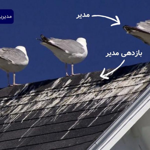 مدیریت مرغ دریایی