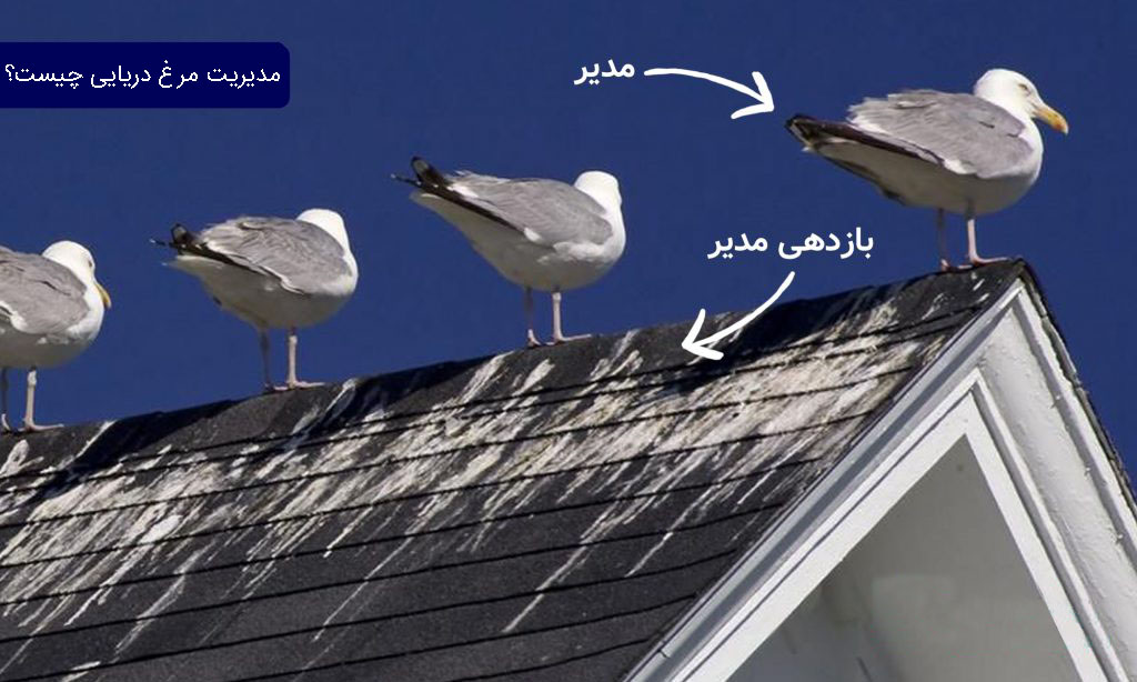 مدیریت مرغ دریایی